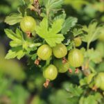 acf016dd0dd333bfd11cdfda059bd71b