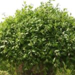 ce4c6dd0cd8a1dd2961e001435601cbd