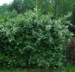 a2655da1d177b4580624fababe22d717