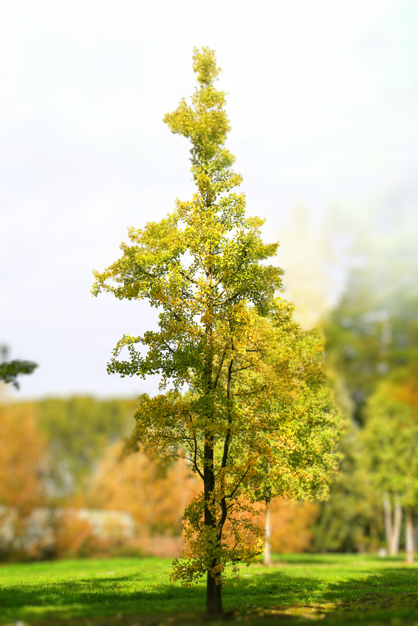 Ginkgo biloba Miłorząb dwuklapowy C2